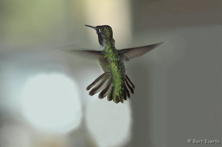 DSC_1273a.jpg - Male Anna's Hummingbird